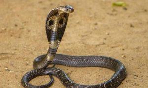 ular kobra