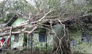 Proses evakuasi pohon tumbang di Binuang