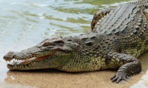 Ilustrasi buaya