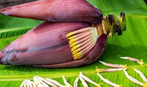 mengenal-7-manfaat-jantung-pisang-yang-terbukti-secara-ilmiah-1572946582