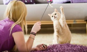 bermain dengan kucing