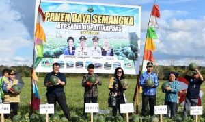 Bupati Kapuas bersama Ketua TP PKK Kabupaten Kapuas yang juga Anggota DPR RI Dapil Kalteng melakukan panen raya semangka hasil budidaya Kelompok Tani Lestari bersama di Desa Manyahi Rabu (1732023)