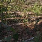 Kegiatan pihak perusahaan PT TWK yang masih masuk dalam kawasan konsesi (foto : PT TWK) (Kalimantanlive.com/A Hidayat)