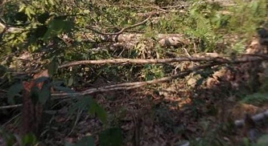 Kegiatan pihak perusahaan PT TWK yang masih masuk dalam kawasan konsesi (foto : PT TWK) (Kalimantanlive.com/A Hidayat)