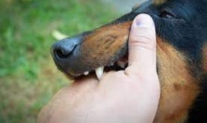 waspada gigitan anjing piaraan