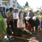 Bupati Balangan, H. Abdul Hadi pada Kamis (29/6/2023) yang didampingi keluarga, Sekretaris Daerah, H. Sutikno dan Habib Muhammad Assegaf menyerahkan 2 ekor sapi kepada panitia kurban Mesjid Al - Akbar Balangan (Kalimantanlive.com/Kamil