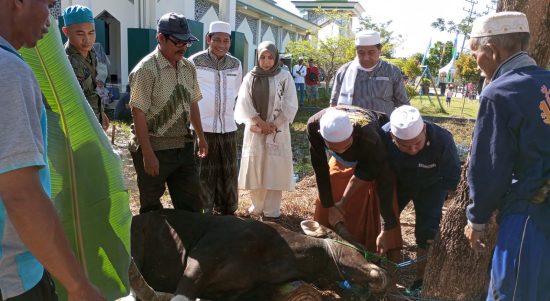Bupati Balangan, H. Abdul Hadi pada Kamis (29/6/2023) yang didampingi keluarga, Sekretaris Daerah, H. Sutikno dan Habib Muhammad Assegaf menyerahkan 2 ekor sapi kepada panitia kurban Mesjid Al - Akbar Balangan (Kalimantanlive.com/Kamil