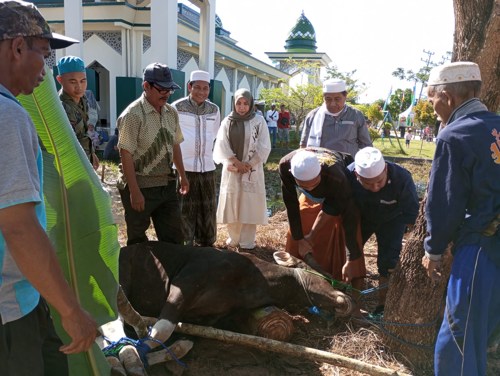 Bupati Balangan, H. Abdul Hadi pada Kamis (29/6/2023) yang didampingi keluarga, Sekretaris Daerah, H. Sutikno dan Habib Muhammad Assegaf menyerahkan 2 ekor sapi kepada panitia kurban Mesjid Al - Akbar Balangan (Kalimantanlive.com/Kamil