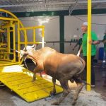 Penyembelihan 83 ekor sapi di Masjid Al-Jihad Banjarmasin dengan dibantu dua alat canggih dan satu cara manual dalam Idul Adha 1444 Hijriah atau tahun 2023, ditargetkan selesai dalam satu hari. (Kalimantanlive.com/Ilham)