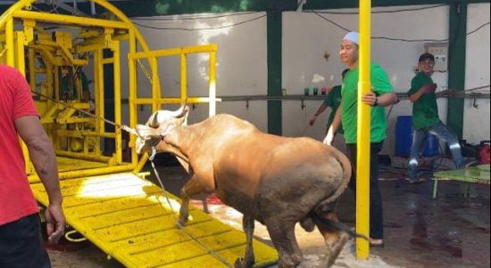 Penyembelihan 83 ekor sapi di Masjid Al-Jihad Banjarmasin dengan dibantu dua alat canggih dan satu cara manual dalam Idul Adha 1444 Hijriah atau tahun 2023, ditargetkan selesai dalam satu hari. (Kalimantanlive.com/Ilham)