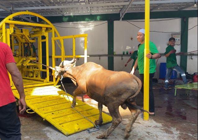 Penyembelihan 83 ekor sapi di Masjid Al-Jihad Banjarmasin dengan dibantu dua alat canggih dan satu cara manual dalam Idul Adha 1444 Hijriah atau tahun 2023, ditargetkan selesai dalam satu hari. (Kalimantanlive.com/Ilham)