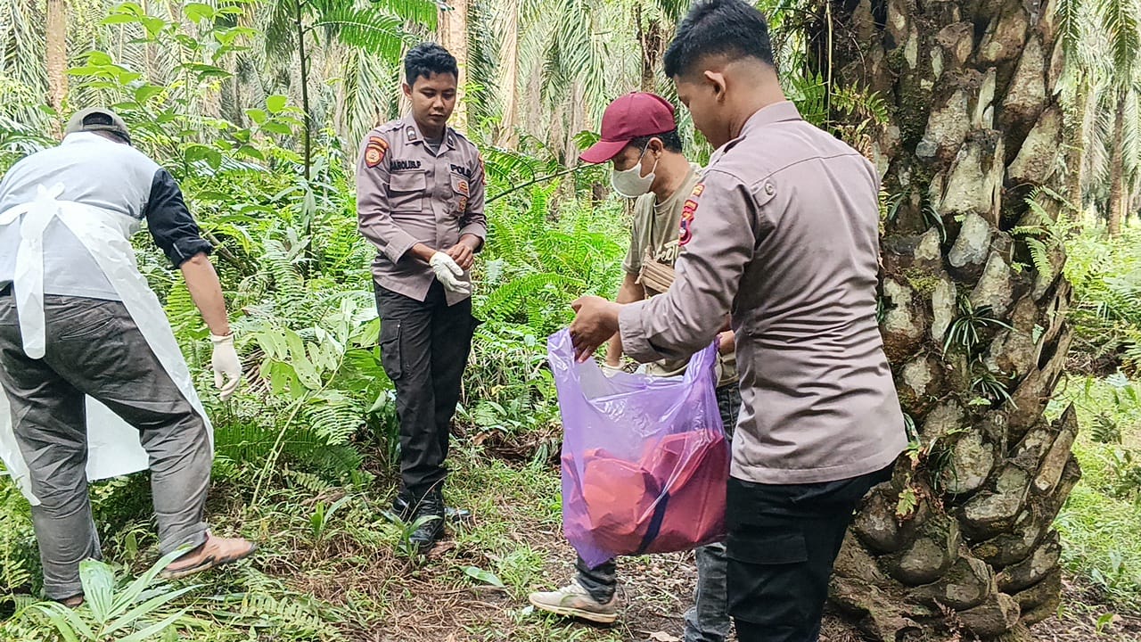 Polres Kotabaru akan melakukan penyelidikan terkait penemuan kerangka tengkorak yang diduga sebagai tengkorak manusia di perkebunan kepala sawit blok A 026/27 Afdeling 2 PT AKM desa Mangka kecamatan Pamukan Barat kabupaten Kotabaru, Selasa (13/06/23) (Kalimantanlive.com)