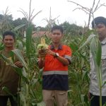 Memiliki lahan pertanian yang cukup luas, PT Arutmin Tambang Senakin Kotabaru melakukan program pertanian bagi warga Kecamatan Kelumpang Tengah yang berada di lingkungan tambang Senakin yang ingin melakukan bercocok (Kalimantanlive.com/Siti Rahmah)