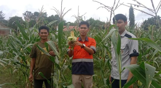 Memiliki lahan pertanian yang cukup luas, PT Arutmin Tambang Senakin Kotabaru melakukan program pertanian bagi warga Kecamatan Kelumpang Tengah yang berada di lingkungan tambang Senakin yang ingin melakukan bercocok (Kalimantanlive.com/Siti Rahmah)