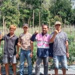 Program CSR PT Pelsart Tambang Kencana berupa penanaman ribuan bibit cabe untuk petani di wilayah Kabupaten Kotabaru. (Kalimantanlive.com/Siti Rahmah)