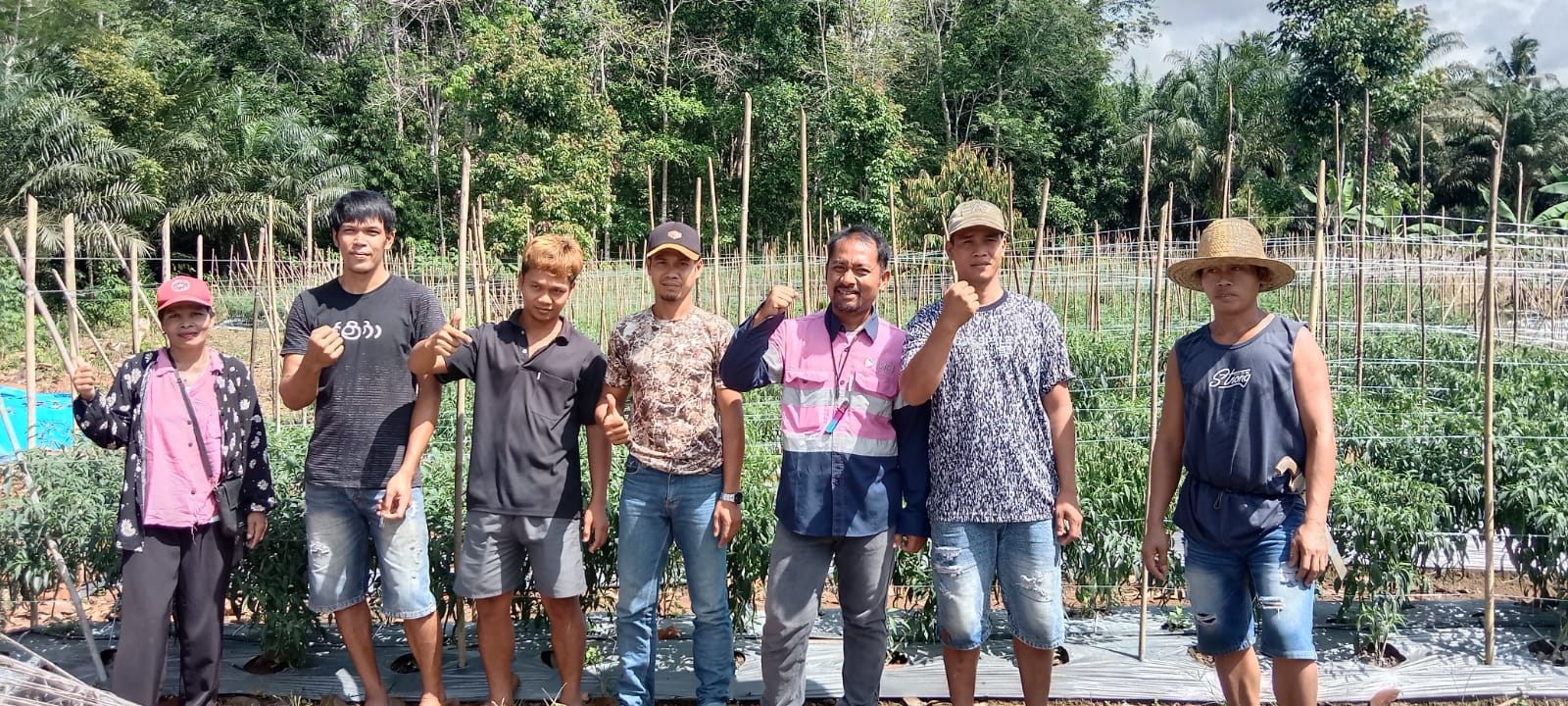 Program CSR PT Pelsart Tambang Kencana berupa penanaman ribuan bibit cabe untuk petani di wilayah Kabupaten Kotabaru. (Kalimantanlive.com/Siti Rahmah)