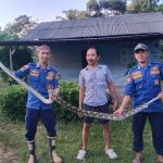 Tim Pemadam Kebakaran ( Damkar ) Kabupaten Tanah Bumbu Posko Damkar Sei Loban berhasil mengevaluasi seekor ular sanca kembang yang memasuki kandang ayam milik salah satu warga di Sebamban 1 Blok A Desa Sari Mulya, Kecamatan Sei Loban, Minggu (2/7/2023). (Kalimantanlive.com/Desy).