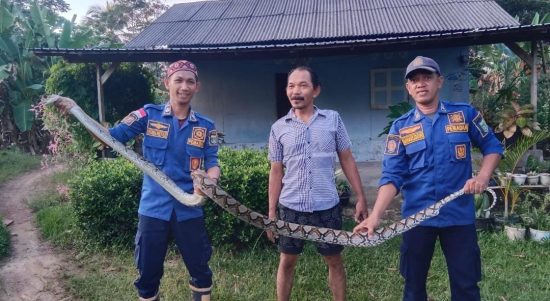 Tim Pemadam Kebakaran ( Damkar ) Kabupaten Tanah Bumbu Posko Damkar Sei Loban berhasil mengevaluasi seekor ular sanca kembang yang memasuki kandang ayam milik salah satu warga di Sebamban 1 Blok A Desa Sari Mulya, Kecamatan Sei Loban, Minggu (2/7/2023). (Kalimantanlive.com/Desy).