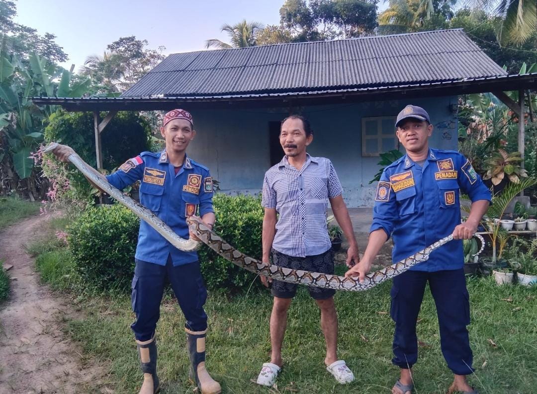 Tim Pemadam Kebakaran ( Damkar ) Kabupaten Tanah Bumbu Posko Damkar Sei Loban berhasil mengevaluasi seekor ular sanca kembang yang memasuki kandang ayam milik salah satu warga di Sebamban 1 Blok A Desa Sari Mulya, Kecamatan Sei Loban, Minggu (2/7/2023). (Kalimantanlive.com/Desy).