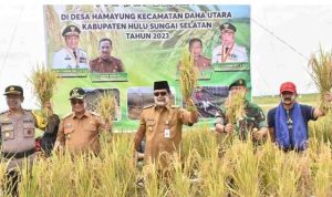 Gubernur Kalsel Sahbirin Noor saat panen padi di Desa Hamayung Daha Selatan HSS,Selasa (442023). (Biro Adpim)