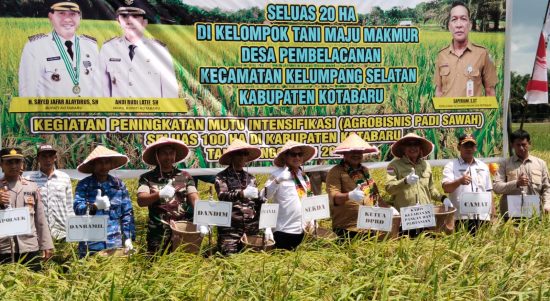Sekretaris Daerah Kotabaru H Said Akhmad bersama Wakil Ketua DPRD H Mukhni, Asisten Pemerintahan dan Kesra Minggu Basuki, Kepala SKPD, perwakilan TNI-Polri, menghadiri panen raya padi sawah di Desa Pembelacanan Kecamatan Kelumpang Selatan Kotabaru, Selasa (9/8/2023). (Kalimantanlive.com/Siti Rahmah)