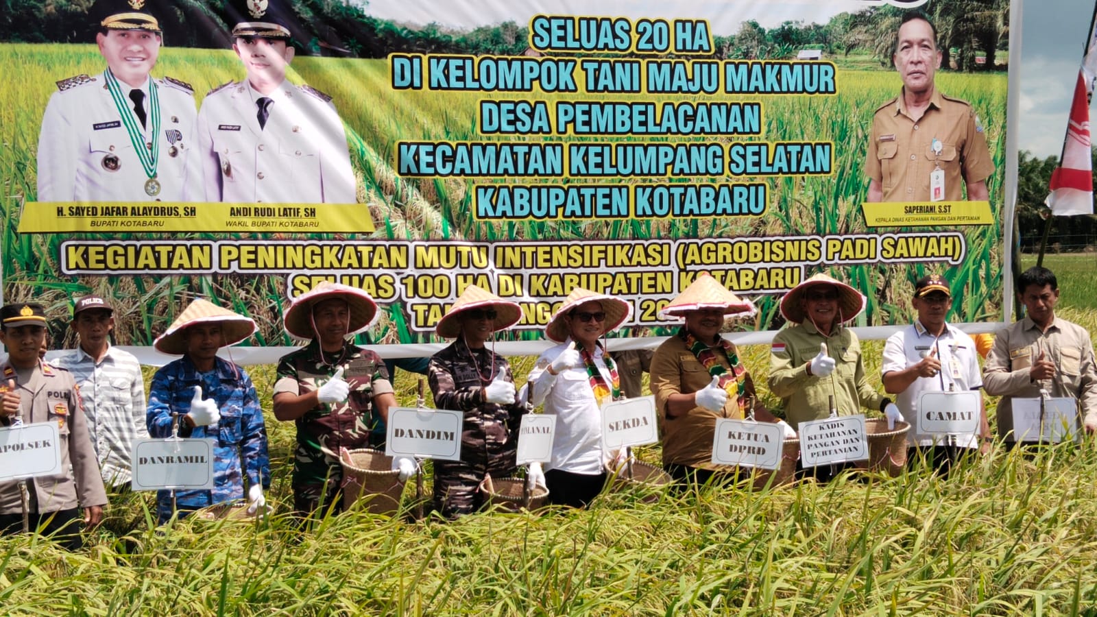 Sekretaris Daerah Kotabaru H Said Akhmad bersama Wakil Ketua DPRD H Mukhni, Asisten Pemerintahan dan Kesra Minggu Basuki, Kepala SKPD, perwakilan TNI-Polri, menghadiri panen raya padi sawah di Desa Pembelacanan Kecamatan Kelumpang Selatan Kotabaru, Selasa (9/8/2023). (Kalimantanlive.com/Siti Rahmah)