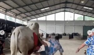 rafi ahmad jatuh dari sapi