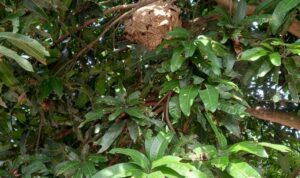 Sarang Tawon dari Tanah2