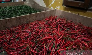 Cabai merah keriting di daerah Tangerang Selatan, Banten. (Antaranews)
