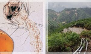 larva nyamuk tertua2