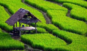 lahan-pertanian-yang-luas