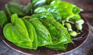 Daun sirih punya segudang manfaat kesehatan. (Fajarharapan.id)