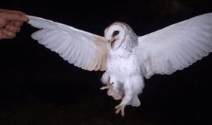 burung hantu ditembak