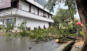 Dinas Lingkungan Hidup Kota Banjarbaru melakukan penebangan puluhan pohon tua dan berstatus rawan. (Foto Dok Istimewa)