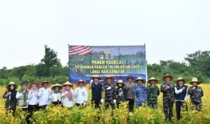 Suasana panen kedelai di Kompi Produksi Lanal Banjarmasin, Rabu (4/3/2026).(Foto : Lanal Banjarmasin)